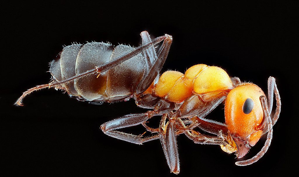 Ant Control service in Kankakee, IL