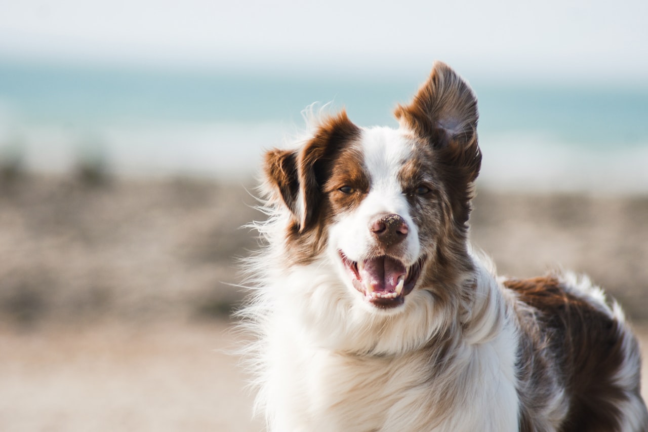 Flea & Tick Control service in Kankakee, IL