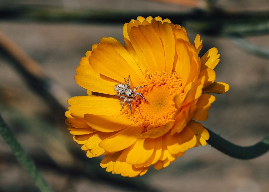 Spider Control service in Kankakee, IL